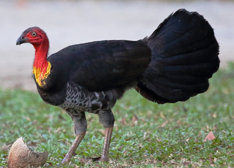 Facts About Australian brushturkey