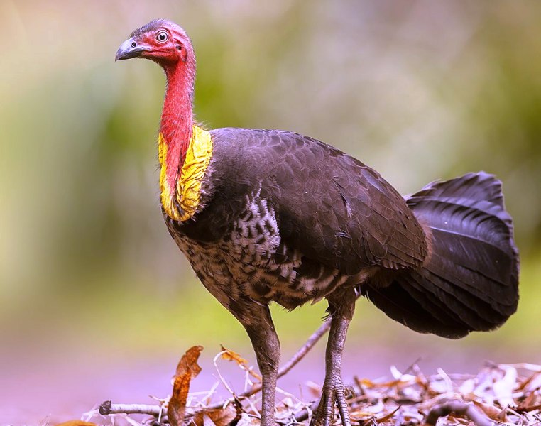 Facts About Australian brushturkey