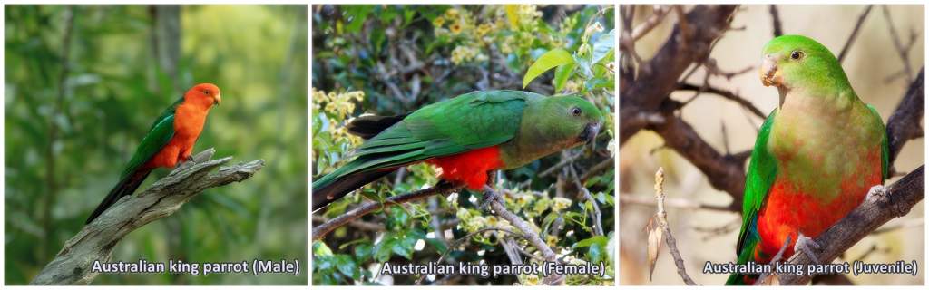 Australian king parrot Male, Female and Juvenile