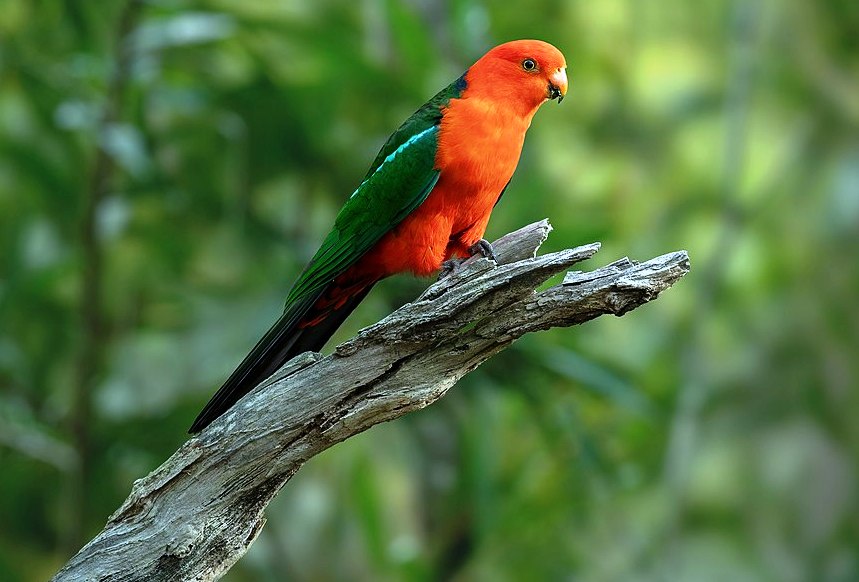 Australian King Parrot (Alisterus scapularis) usually seen in pairs or small parties feeding among the outermost branches of forest trees, especially eucalypts and acacias.