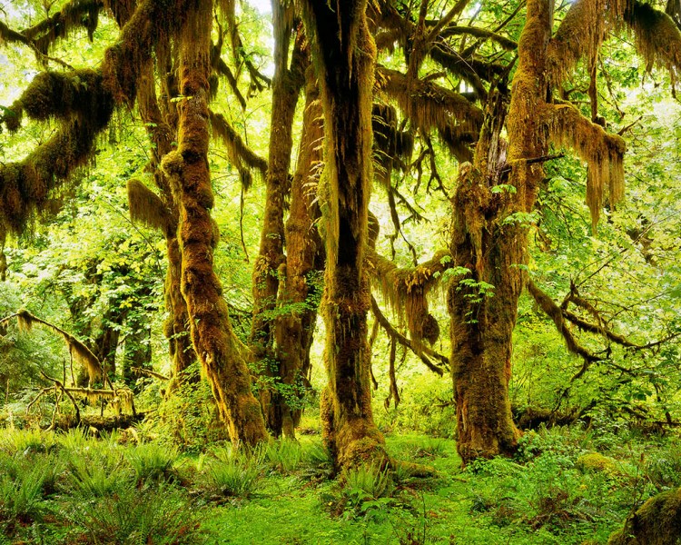 Hoh Rainforest - World's Most Spectacular Temperate Rainforests