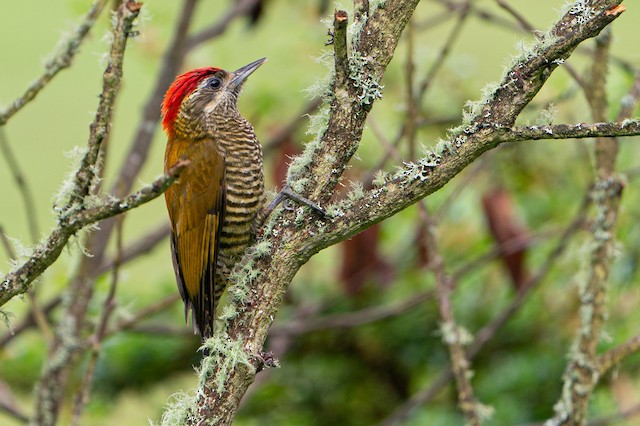 The Bar-bellied woodpecker is a small size 17-19cm in length and is a species of bird in the family Picidae.
