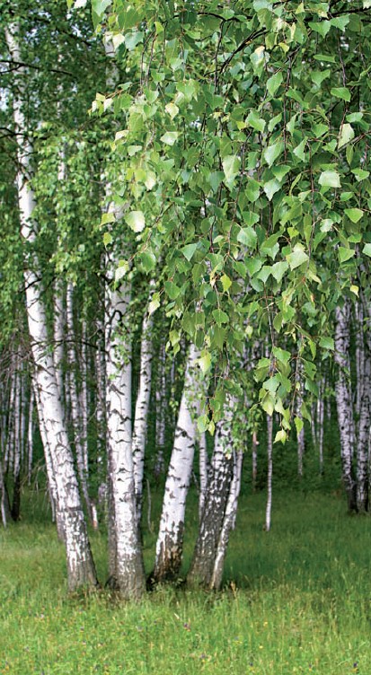 Birch (Betula alba)