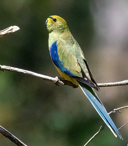 In flight, Blue-winged Parrots usually make a soft, melodious tinkling sound. There is a sharp high-pitched two-syllable voice in alarm, tseet-tseet.