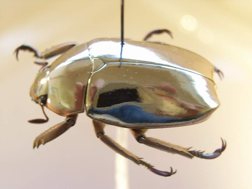 Breathtaking Golden Jewel Scarabs Beetles