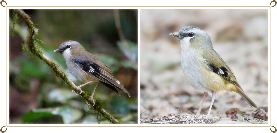 Grey-headed Robin 