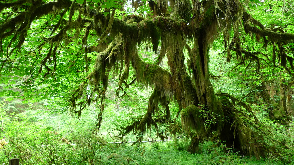 Hoh Rainforest is one of the largest temperate rainforests in the United States.