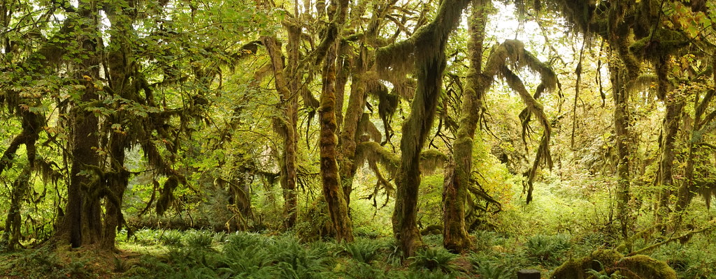 There are 13 to 14 feet of rain that fall here annually, which is why the forest feels so lush.