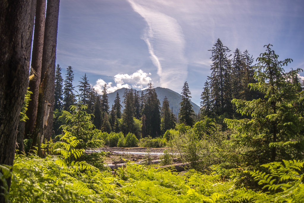 You can hike the Hoh River Trail to Glacier Meadow all the way to Mount Olympus' base along the Hoh River.