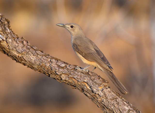 Sandstone Shrike-thrushes are sedentary, established pairs seeming to hold to much the same large territory year round.