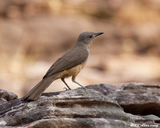 The song of Sandstone Shrikethrush is two quickly repeated strong clear whistles, usually followed by a varied series of rich, flute-like whistles that resound through sandstone gorges.