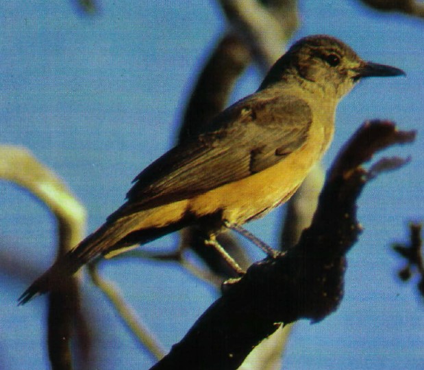 Sandstone cliffs, gorges, boulder-strewn ridges and crevices are the habitat of the Sandstone Shrikethrush.