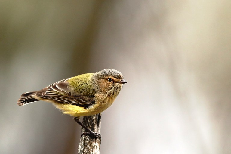 Weebill - Shortest Bird in Australia