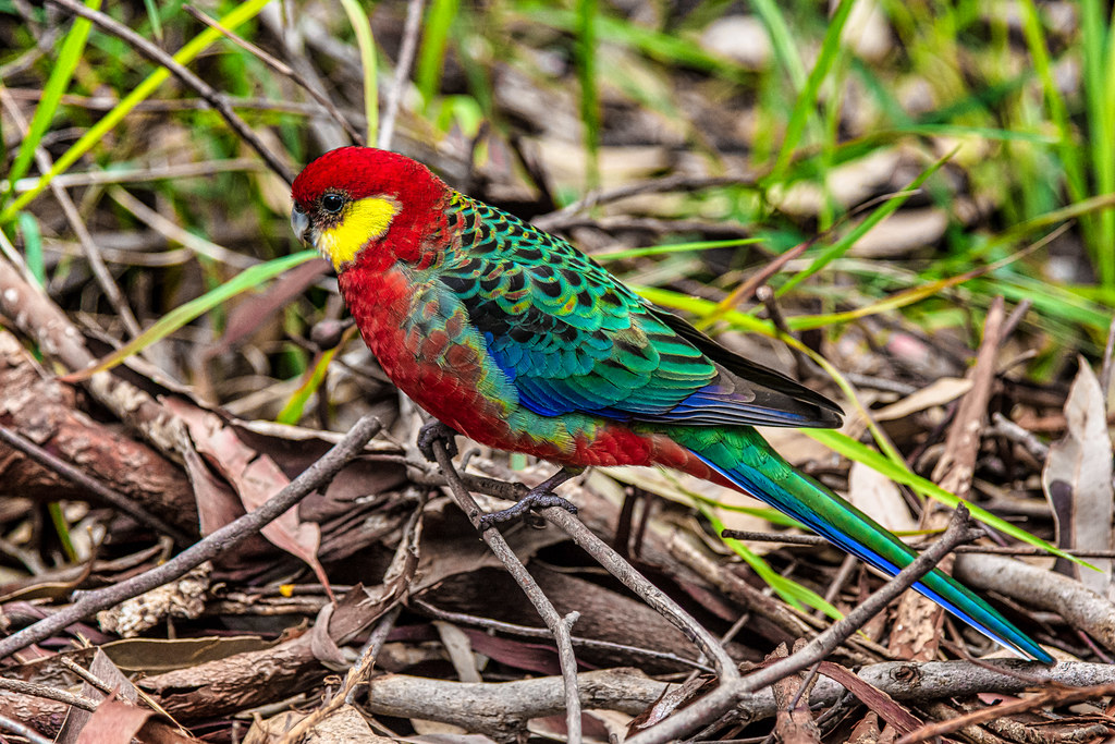 Western Rosella (Platycercus icterotis) or moyadong is a quiet and unobtrusive bird in contrast to most other Rosellas.