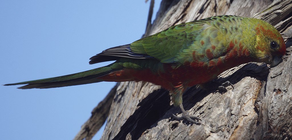 FEMALE: Head and upper breast green with faint yellow and red markings.