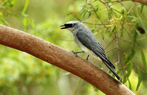 The good-looking White-bellied Cuckoo-shrike (Coracina papuensis) is a medium size slender bird which is resembled Black-faced Cuckoo-shrikes in their flight, feeding, and preferred habitat.