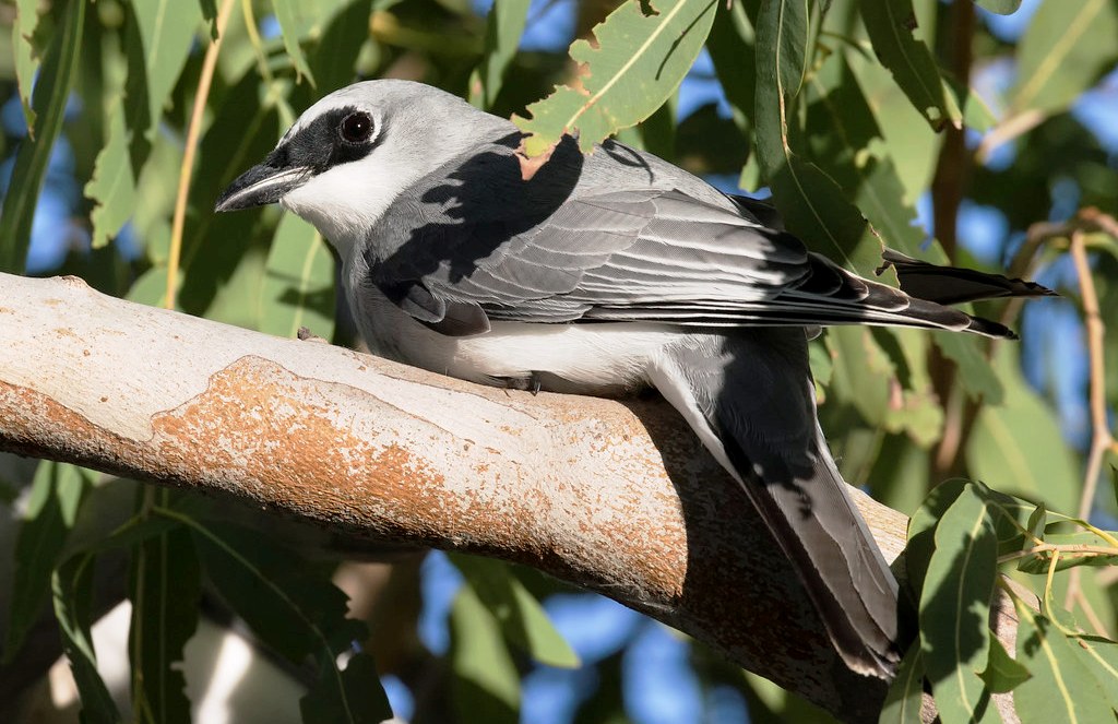 The bird has a large population throughout Australia, Papua New Guinea, and the Solomon Islands. Thus, its population is stable and is classified least concern.