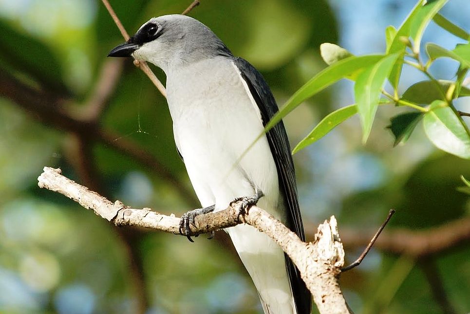 The White-bellied Cuckoo-shrike characteristic call is shrill kiseek in contact by both sexes, often in flight; other churring notes.