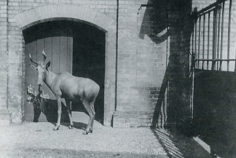 A female Bubal Hartebeest captured in 1895 at London Zoo by Lewis Medland