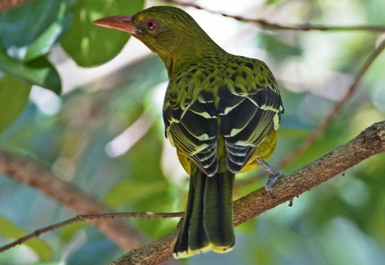 In northern Australia, the Green oriole and Australasian yellow oriole (Oriolus flavocinctus) carry bubbling calls during the hottest hours during the hottest days of the year.