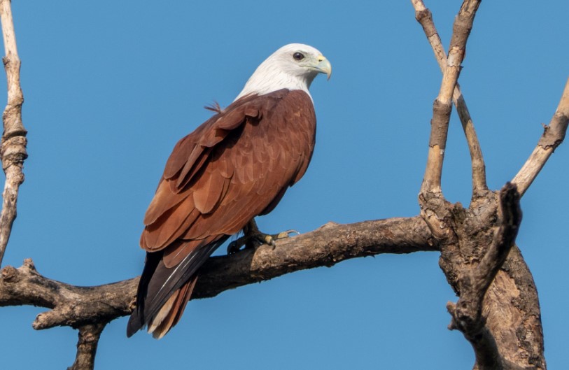 Pee-ah-h-h, kee-e-yeh, and meowing mmmm-a are the calls of Brahminy Kites.