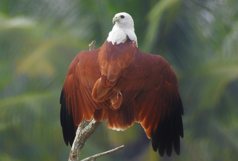 Brahminy Kites are approximately 460-510 mm in length. Both sexes are similar, however, the female is a bit larger.