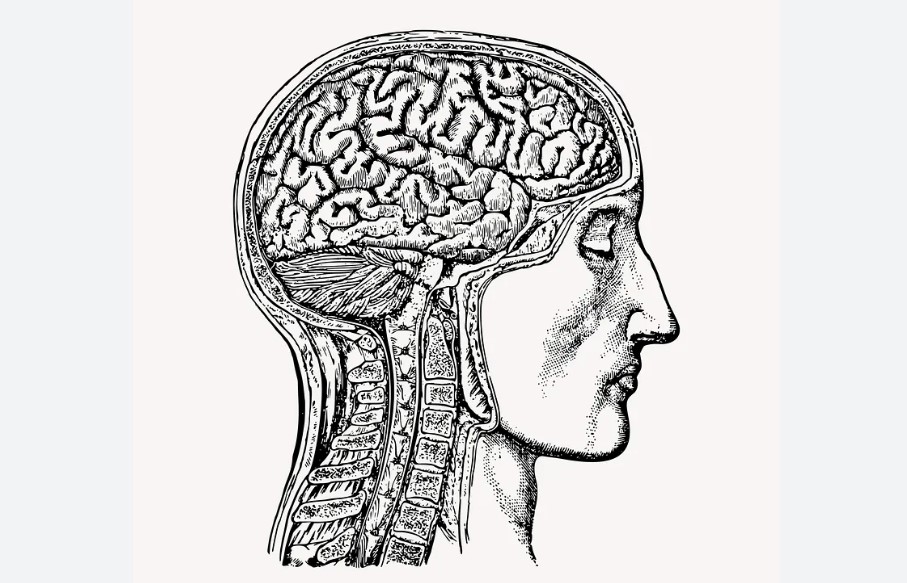 Brain Physiology and Learning