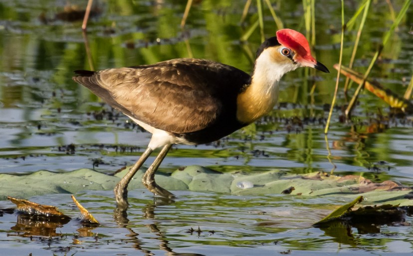 Comb-crested Jacanas measure 200-240 mm in length. Males and females are similar in size; females are half as long as males.