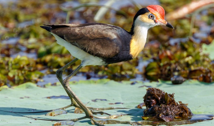 it is commonly called Christbird or Lilytrotter.