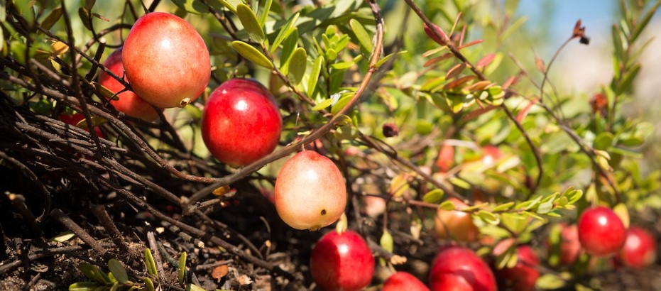 Cranberries Get You Bogged Down