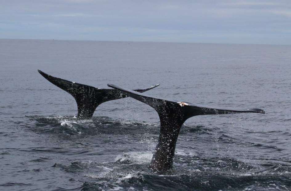 Gray Whales Along the Oregon Coast