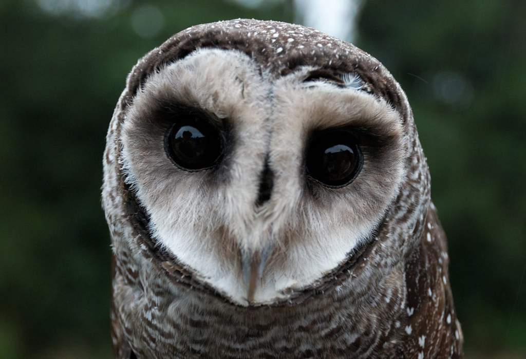 Lesser Sooty Owl