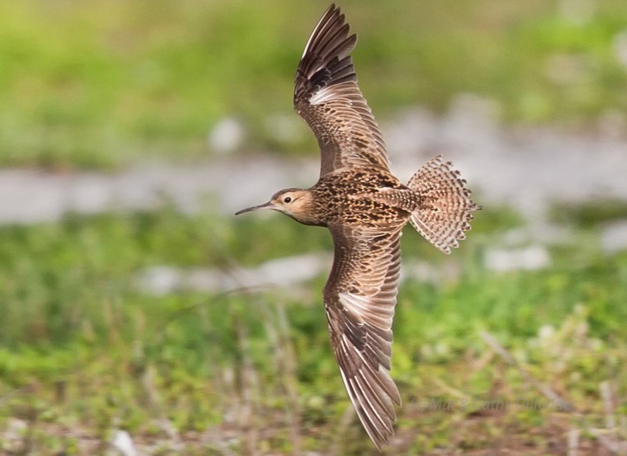 The Little curlew (Numenius minutus) belongs to the large bird family Scolopacidae.