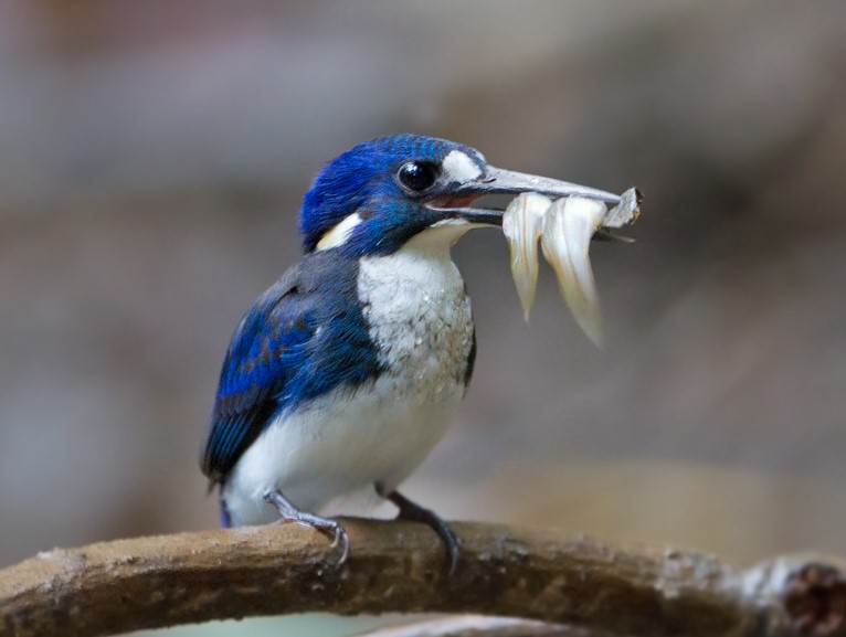 Little Kingfishers call in a shrill, sharp, high-pitched whistle. The sound of the Azure Kingfisher is sometimes repeated rapidly but at a higher pitch.