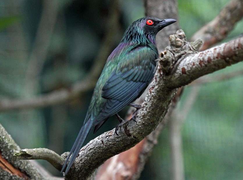 There is only one native starling in Australia, the Metallic Starling (Aplonis rnetallica)