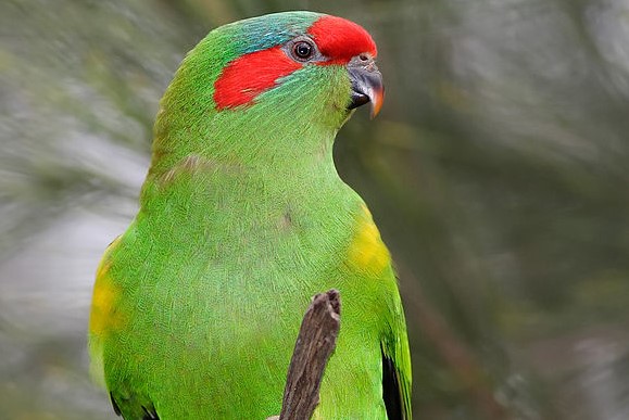 It is common for Musk Lorikeets to move in relation to the blooming of trees, showing up when the trees bloom and disappearing once the trees are done blooming.