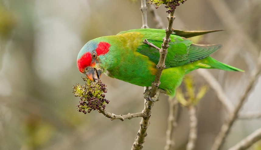 Green keets, red-eared lorikeets, and green leeks are other common names for this species.