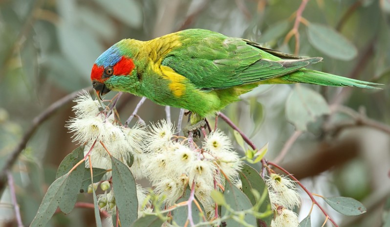 Musk lorikeets measure about 220-230mm in length, including the short acute tail.
