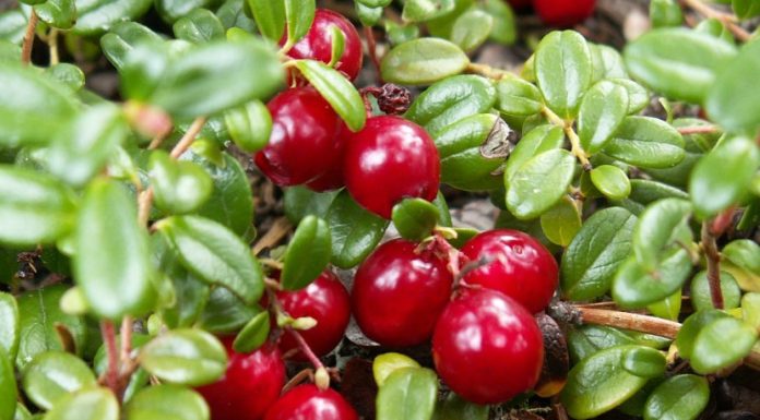 Cranberries Get You Bogged Down In flood-irrigated fields between Port Orford and 10 miles north of Bandon, you may notice what appears to be reddish-tinged ground.