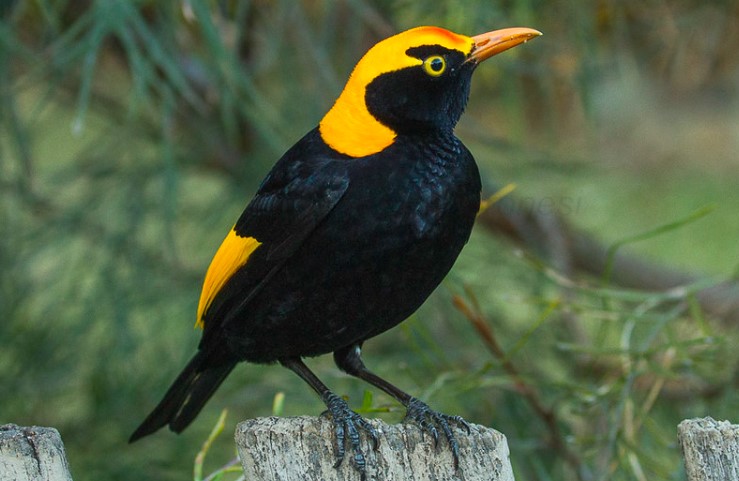 There is a general rule that the brighter the plumage, the less elaborate the bower, which is exemplified by the Regent Bowerbird (Sericulus chrysocephalus) of the mid-eastern coastal rainforests.