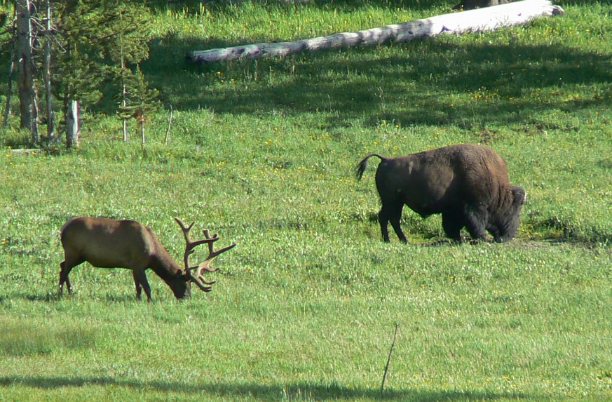 Where to Spot Wildlife in Yellowstone National Park