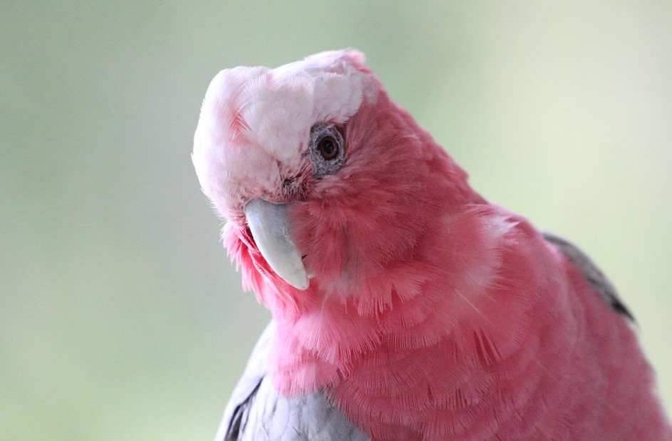 Galah is the only member of the cockatoo family within the genus Eolophus.