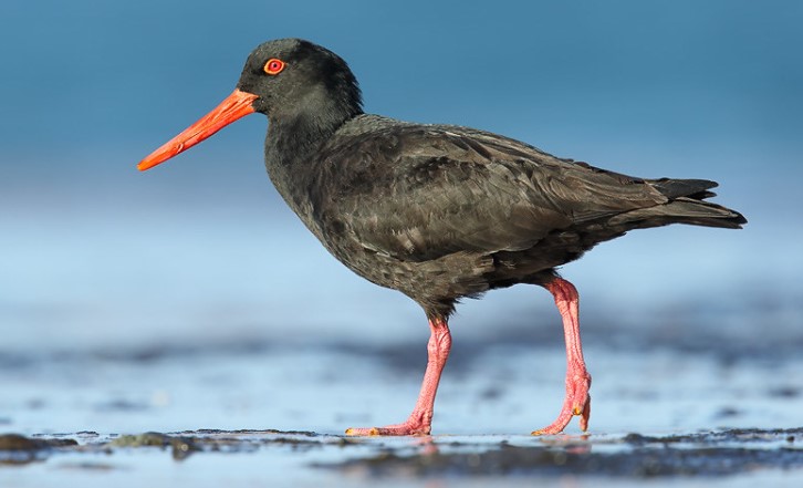 Black against a dusky background, the Sooty Oystercatcher commonly frequents exposed rocky shores, wave-cut platforms, headlands, coral reefs and stony beaches, replacing the Pied Oystercatcher there.