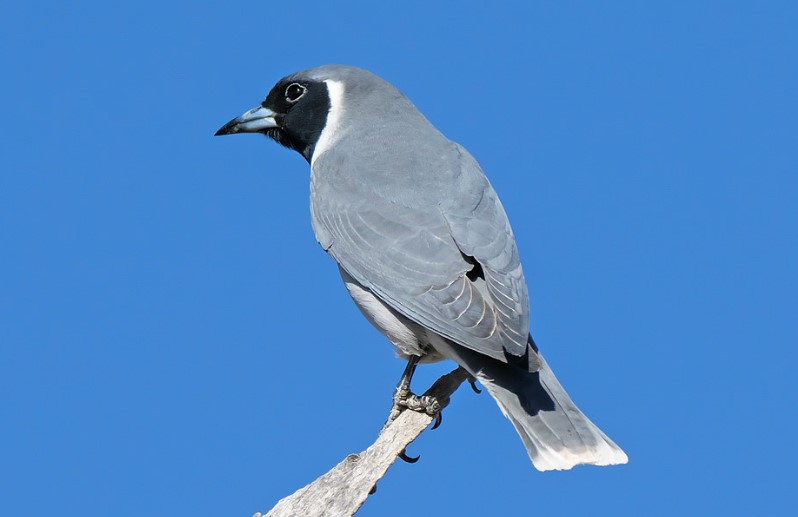 A Masked Woodswallow measures approximately 190-200 mm long. Male birds have plain mid-grey upper parts and white tail tips.