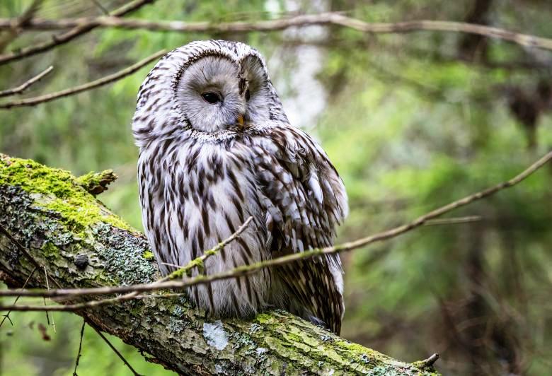 The size of Ural Owl (Strix uralensis) is about 60–62 cm in length with a wingspan of 126–134 cm.