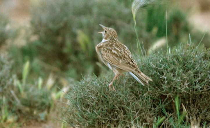 The Dupont's lark is very difficult to find in spite of its distinctive appearance. 