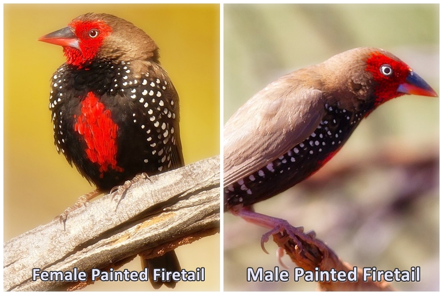 Along gorges and acacia- and spinifex-clad hills in northern inland Australia, the Painted Firetail makes the most of its arid environment.