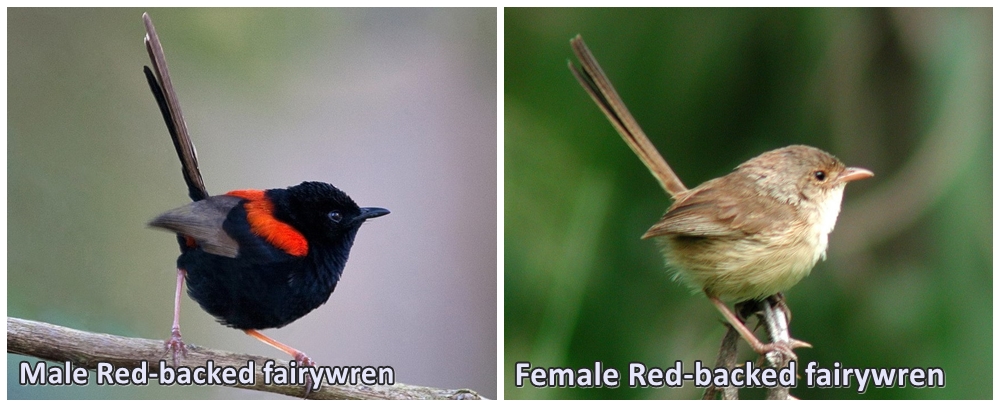 Red-backed fairywren Male and Female