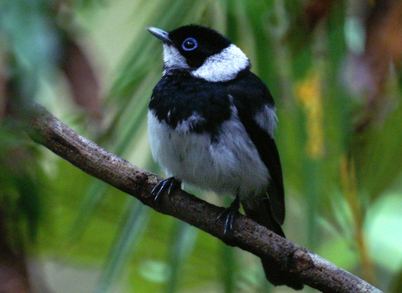 There is an endemic species of the Pied monarch (Arses kaupi) in coastal Queensland in Australia, which belongs to the monarch-flycatcher family, Monarchidae.
