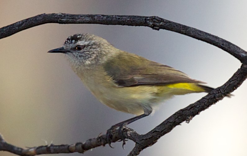 There are several species of thornbills in the genus Acanthiza, such as the yellow-rumped thornbill (Acanthiza chrysorrhoa).